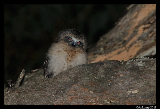 southern boobook chick 1479