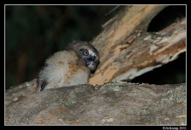 southern boobook chick 1480