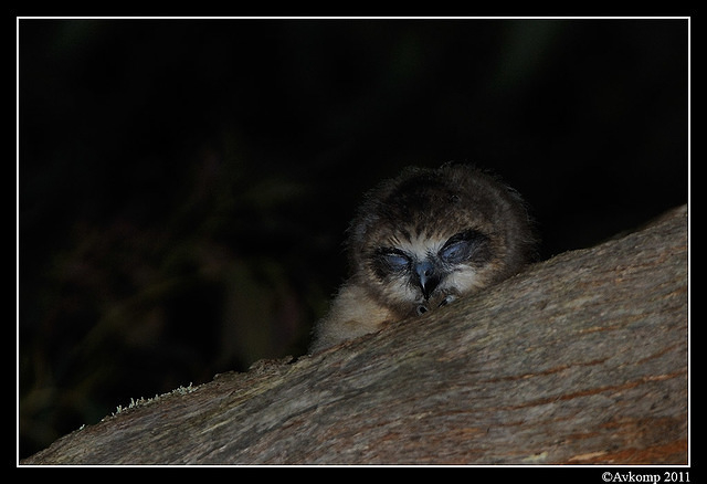 southern boobook chick 1484