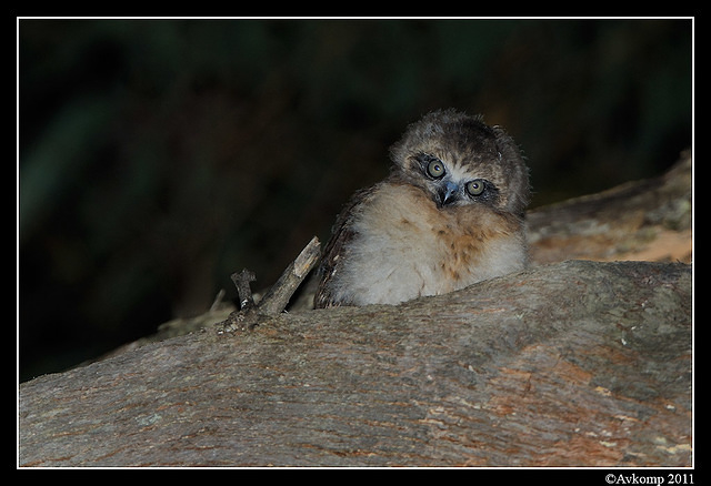 southern boobook chick 1486