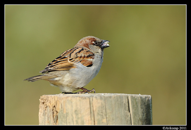 sparrow 0545