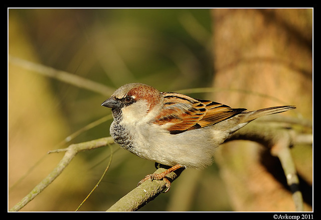 sparrow 0557