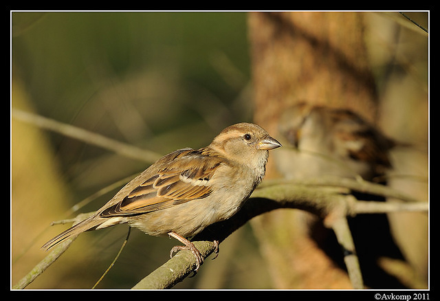 sparrow 0563