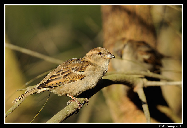 sparrow 0564