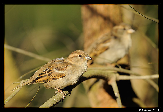 sparrow 0566