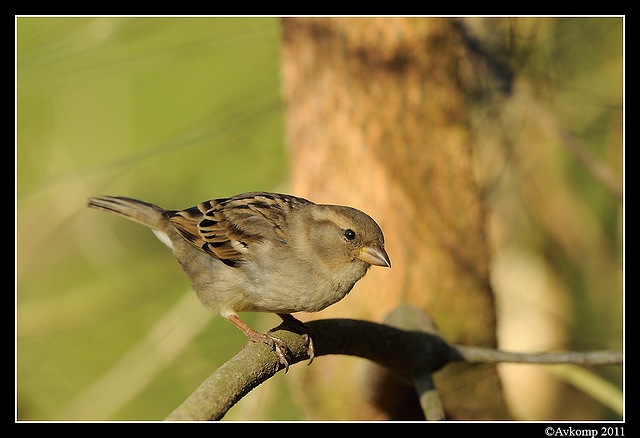 sparrow 0573