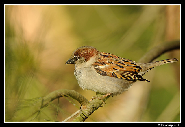 sparrow 0575