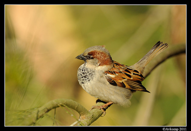 sparrow 0576