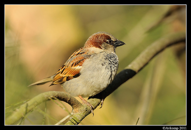 sparrow 0582