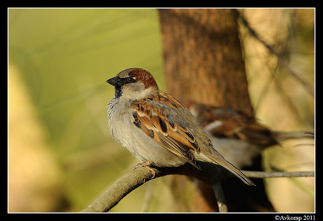 sparrow 0586