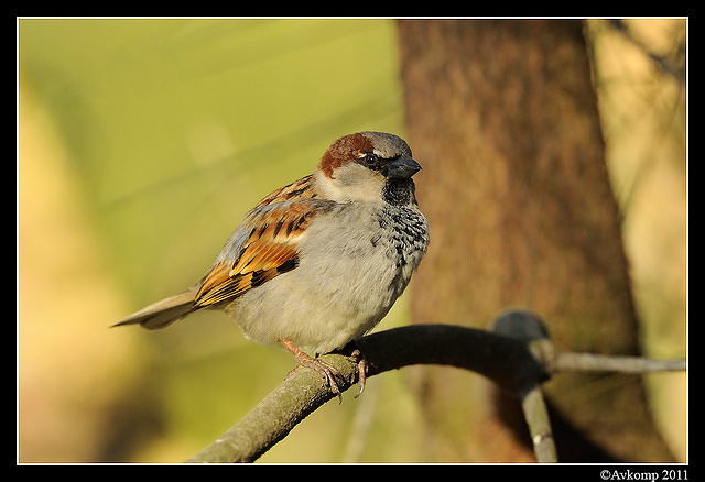 sparrow 0589