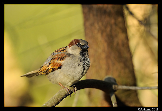 sparrow 0590