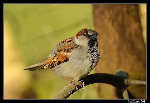 sparrow 0591