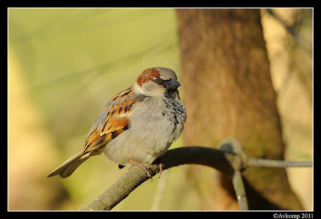 sparrow 0592