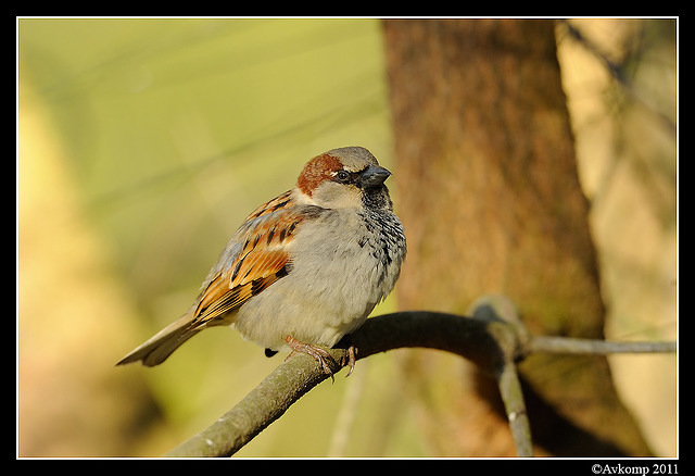 sparrow 0593