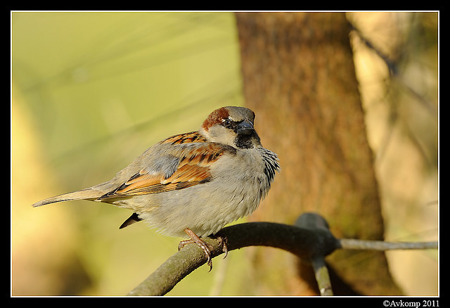 sparrow 0594