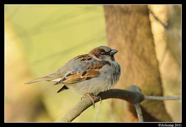 sparrow 0598