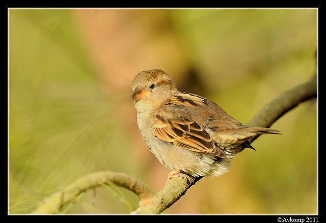 sparrow 0599