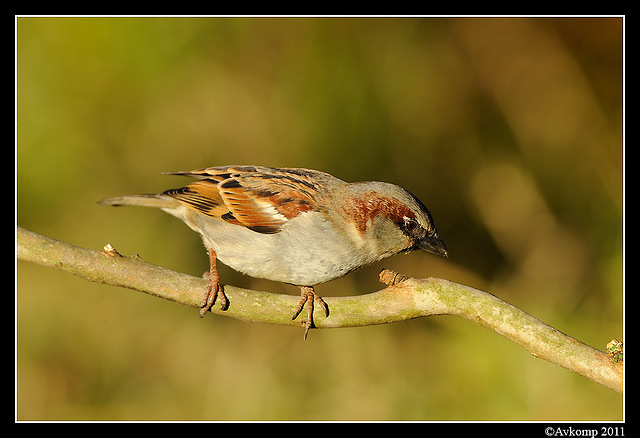 sparrow 0602