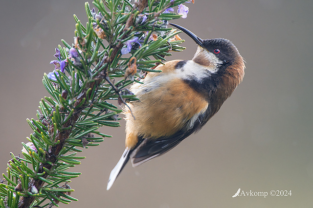 spinebill 11331