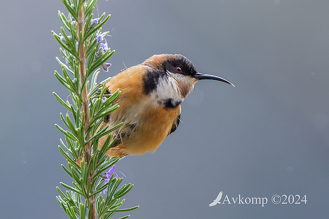 spinebill 11335