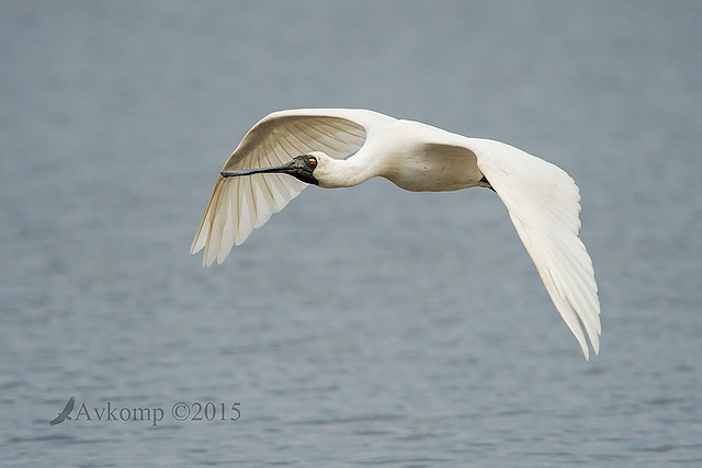 spoonbill 5926