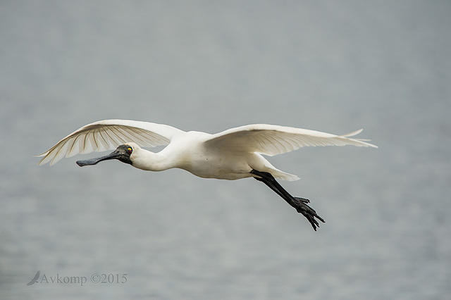 spoonbill 5930