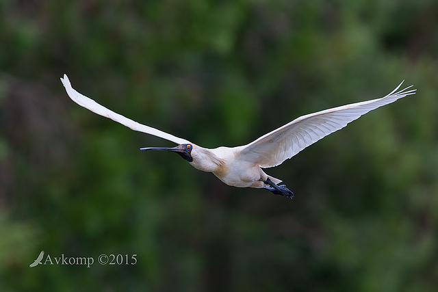 spoonbill 6813