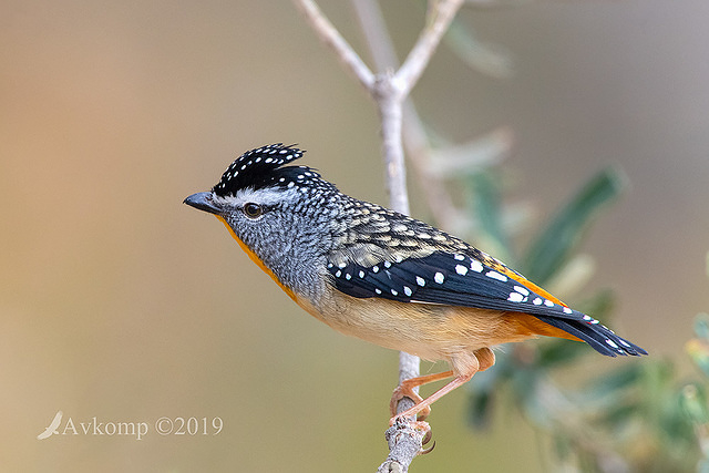 spotted pardalote 1482