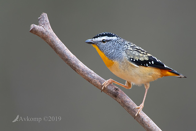 spotted pardalote 1486