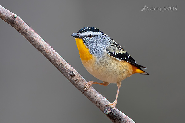 spotted pardalote 1489