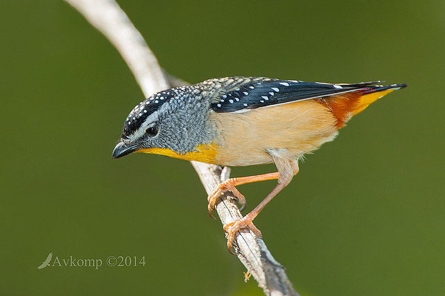 spotted pardalote 3509