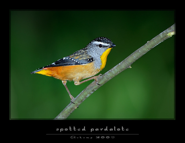 spotted pardalote 4340 1000 copy