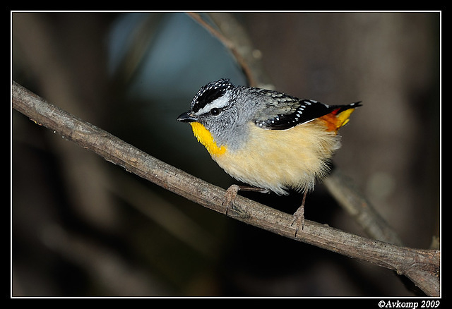 spotted pardalote 4761