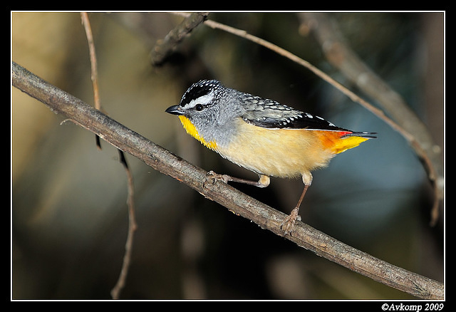 spotted pardalote 4764