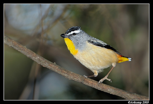 spotted pardalote 4765