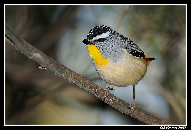 spotted pardalote 4770