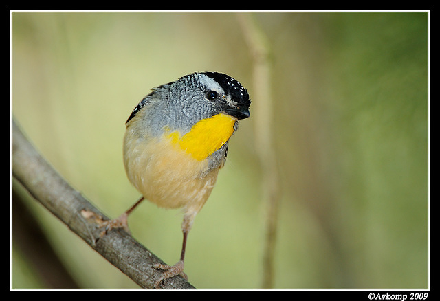 spotted pardalote 4777