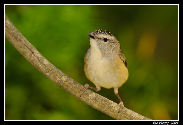 spotted pardalote 4782