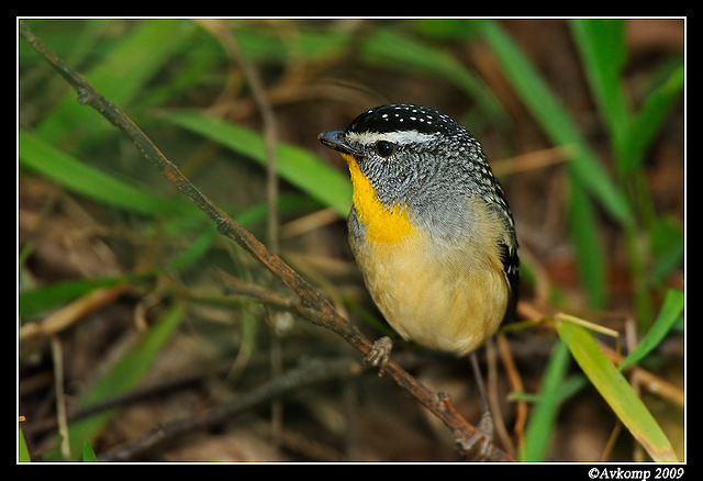 spotted pardalote 4783