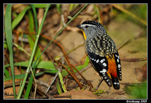 spotted pardalote 4786