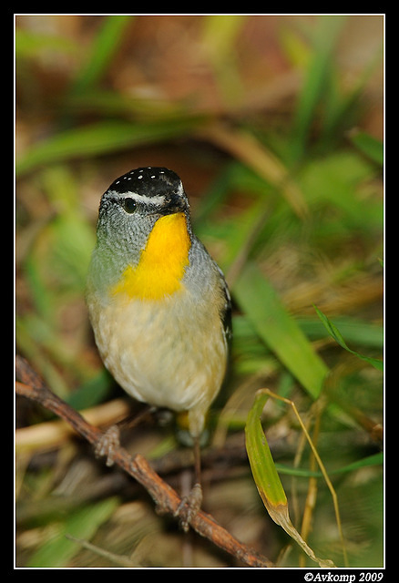 spotted pardalote 4789