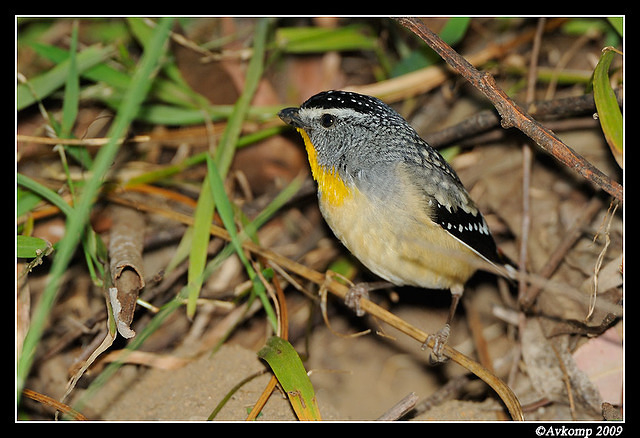 spotted pardalote 4792