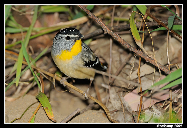 spotted pardalote 4793