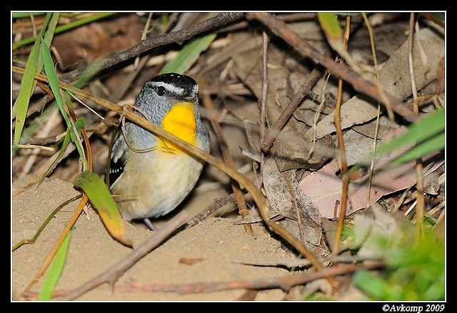 spotted pardalote 4794