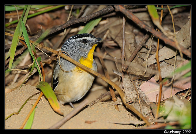 spotted pardalote 4795