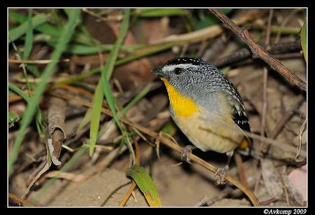 spotted pardalote 4796