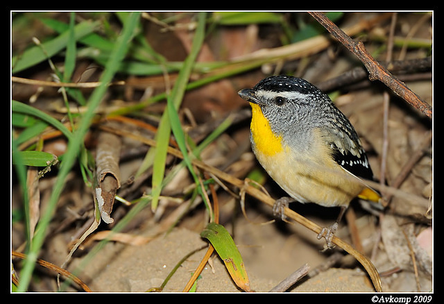 spotted pardalote 4798