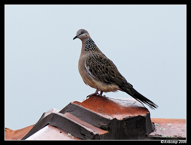 spotted turtle dove 300 and tc17