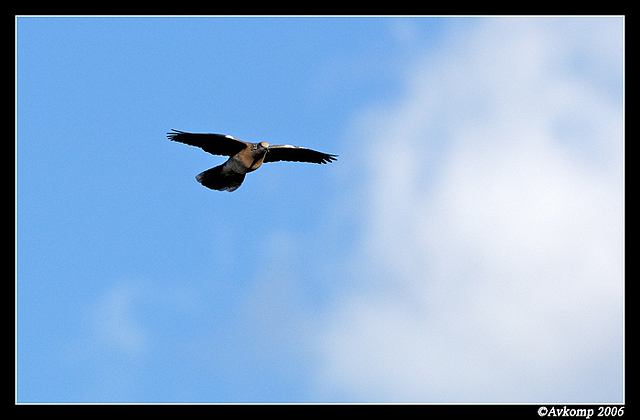 spotted turtle dove 31